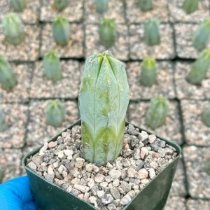 Blue Candle Cactus Live Plant - Myrtillocactus geometrizans in 4 inch pot - Image 1