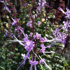 Blue Cat Whiskers Live Plant - Orthosiphon Stameneus, Purple Java Tea Perennial Shrub, 4-6 Inches Tall, Pack of 2 - Image 2