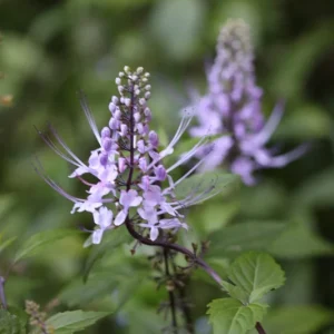 Blue Cat Whiskers Live Plant - Orthosiphon Stameneus, Purple Java Tea Perennial Shrub, 4-6 Inches Tall, Pack of 2 - Image 1