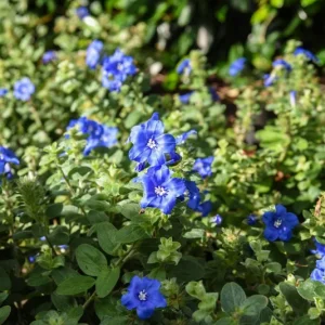 Blue Daze Live Plants (2-Pack) - Evolvulus 'Hawaiian Blue Eyes' - 5-9" Tall, True Blue Blooms - Image 2