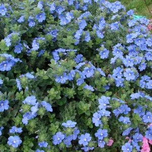 Blue Daze Live Plants (2-Pack) - Evolvulus 'Hawaiian Blue Eyes' - 5-9