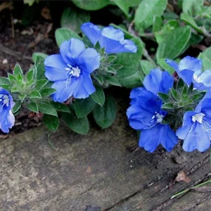 Blue Daze Live Plants (2-Pack) - Evolvulus 'Hawaiian Blue Eyes' - 5-9