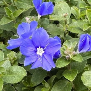 Blue Daze Live Plants (2-Pack) - Evolvulus 'Hawaiian Blue Eyes' - 5-9