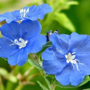 Blue Daze Live Plants (2-Pack) - Evolvulus 'Hawaiian Blue Eyes' - 5-9" Tall, True Blue Blooms - Image 1