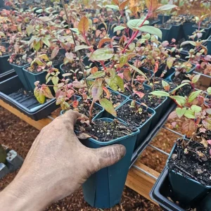 Blue Eyed Fuchsia Live Plant 4in Pot - Vibrant Outdoor Hanging Basket Flower - Image 2