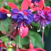 Blue Eyed Fuchsia Live Plant 4in Pot - Vibrant Outdoor Hanging Basket Flower - Image 1