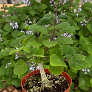 Bonsai Spurflower Plectranthus Ernstii Live Plant 4 inch Pot Rare Succulent Indoor - Image 2