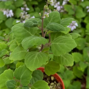 Bonsai Spurflower Plectranthus Ernstii Live Plant 4 inch Pot Rare Succulent Indoor - Image 3