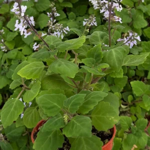 Bonsai Spurflower Plectranthus Ernstii Live Plant 4 inch Pot Rare Succulent Indoor - Image 4