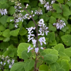 Bonsai Spurflower Plectranthus Ernstii Live Plant 4 inch Pot Rare Succulent Indoor - Image 5