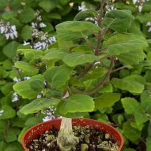 Bonsai Spurflower Plectranthus Ernstii Live Plant 4 inch Pot Rare Succulent Indoor - Image 1