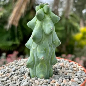Boobie Cactus Live Plant - Myrtillocactus Geometrizans - Rare Exotic Succulent - 4", 6", 8" Pot - Image 2