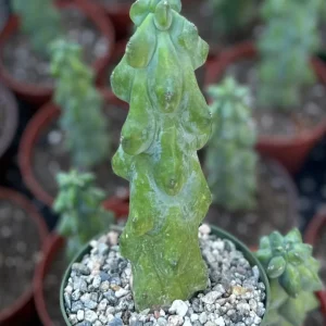 Boobie Cactus Live Plant - Myrtillocactus Geometrizans - Rare Exotic Succulent - 4