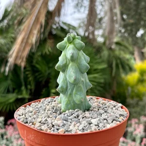 Boobie Cactus Live Plant - Myrtillocactus Geometrizans - Rare Exotic Succulent - 4", 6", 8" Pot - Image 1