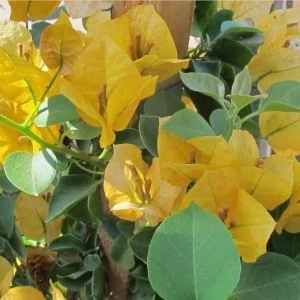Bougainvillea 'California Gold' Live Plant - Gold Flowering Vine, Outdoor, Rooted Cutting - Image 2
