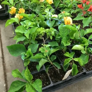 Bougainvillea 'California Gold' Live Plant - Gold Flowering Vine, Outdoor, Rooted Cutting - Image 4