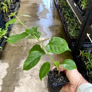 Bougainvillea 'California Gold' Live Plant - Gold Flowering Vine, Outdoor, Rooted Cutting - Image 8