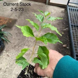 Bougainvillea 'Flame' Live Plant – Vibrant Orange Red Climbing Vine – 6 inch - Image 2
