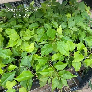 Bougainvillea 'Flame' Live Plant – Vibrant Orange Red Climbing Vine – 6 inch - Image 3