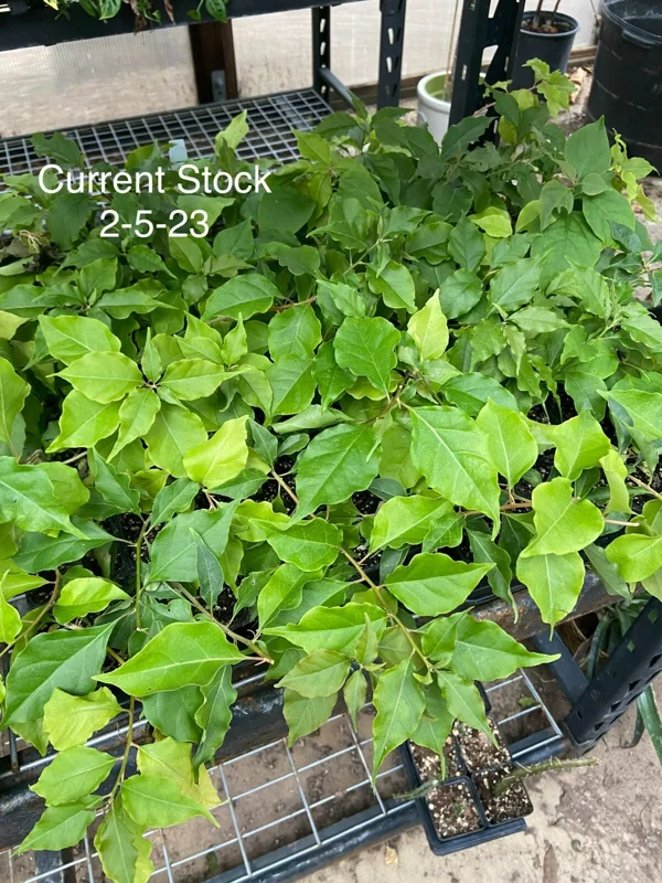 Bougainvillea 'Flame' Live Plant – Vibrant Orange Red Climbing Vine – 6 inch - Image 3