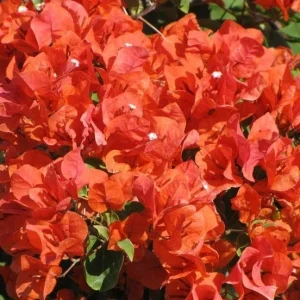 Bougainvillea 'Flame' Live Plant – Vibrant Orange Red Climbing Vine – 6 inch - Image 4