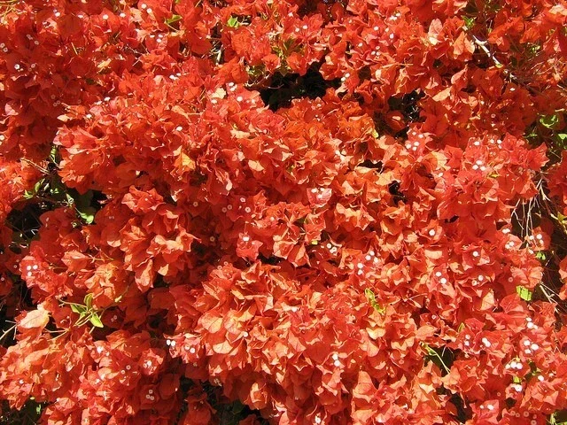 Bougainvillea 'Flame' Live Plant – Vibrant Orange Red Climbing Vine – 6 inch - Image 5