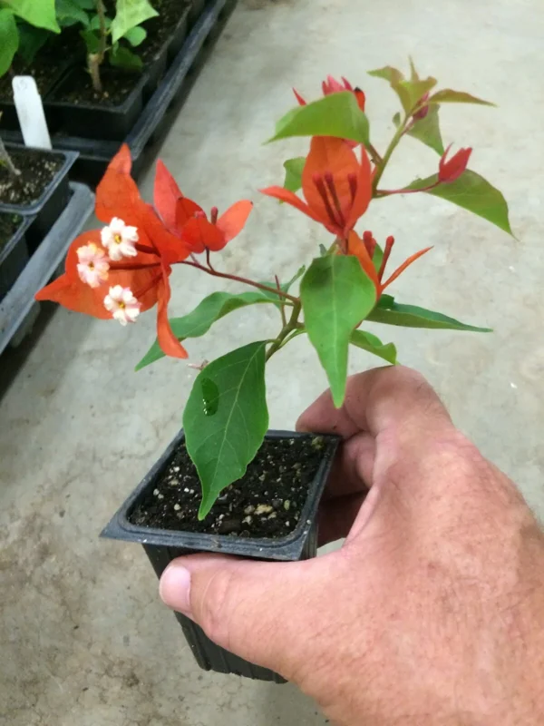 Bougainvillea 'Flame' Live Plant – Vibrant Orange Red Climbing Vine – 6 inch - Image 6