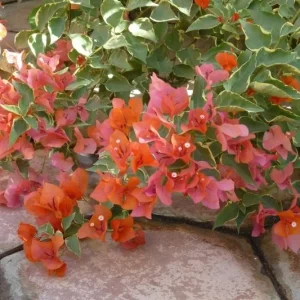 Bougainvillea 'Orange King' Live Plant - 6-inch Starter Plant, Outdoor Evergreen - Image 1