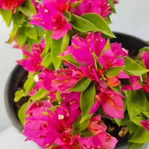 Bougainvillea Pixie Pink Live Plants - Pack of 2, Dwarf Shrub, Vibrant Pink Blooms, 5-9 in Tall, Drought Tolerant - Image 2