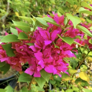 Bougainvillea Pixie Pink Live Plants - Pack of 2, Dwarf Shrub, Vibrant Pink Blooms, 5-9 in Tall, Drought Tolerant - Image 3