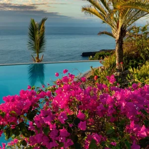 Bougainvillea Pixie Pink Live Plants - Pack of 2, Dwarf Shrub, Vibrant Pink Blooms, 5-9 in Tall, Drought Tolerant - Image 4
