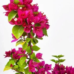 Bougainvillea Pixie Pink Live Plants - Pack of 2, Dwarf Shrub, Vibrant Pink Blooms, 5-9 in Tall, Drought Tolerant - Image 1