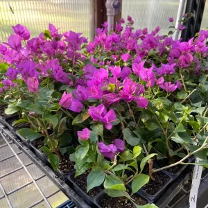 Bougainvillea 'Royal Purple' Live Plant - 7-8 inch Seedling, Outdoor Climber - Image 2
