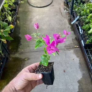 Bougainvillea 'Royal Purple' Live Plant - 7-8 inch Seedling, Outdoor Climber - Image 5