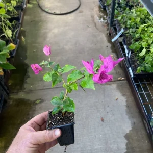 Bougainvillea 'Royal Purple' Live Plant - 7-8 inch Seedling, Outdoor Climber - Image 6