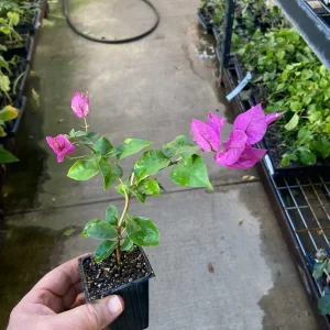 Bougainvillea 'Royal Purple' Live Plant - 7-8 inch Seedling, Outdoor Climber - Image 7