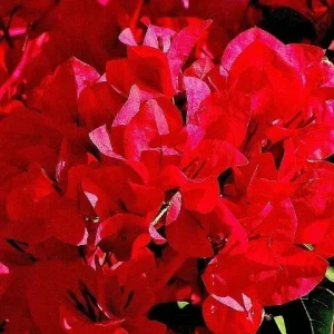 Bougainvillea 'San Diego Red' Live Plant - Climbing Vine, Bright Red Flowers, USDA Zone 9 - Image 1