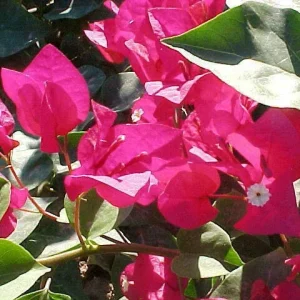 Bougainvillea 'San Diego Red' Live Plant - Climbing Vine, Bright Red Flowers, USDA Zone 9 - Image 7