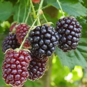 Boysenberry Live Plant - 3-6" Tall - Rubus ursinus Hybrid - Berry Bush for Garden - Image 2