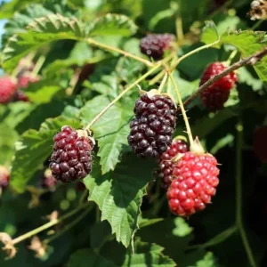 Boysenberry Live Plant - 3-6