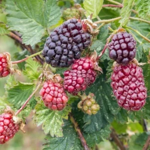 Boysenberry Live Plant - 3-6" Tall - Rubus ursinus Hybrid - Berry Bush for Garden - Image 1