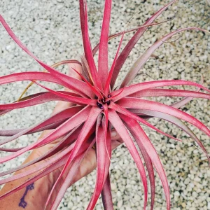 Brachycaulos Abdita Air Plant Tillandsia Live Plant for Terrariums Indoor - Image 1
