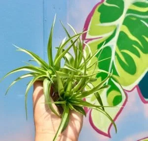 Brachycaulos Abdita Air Plant Tillandsia Live Plant for Terrariums Indoor - Image 2