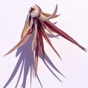 Brachycaulos Abdita Air Plant Tillandsia Live Plant for Terrariums Indoor - Image 3