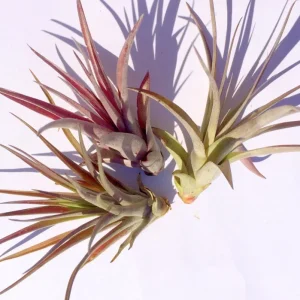 Brachycaulos Abdita Air Plant Tillandsia Live Plant for Terrariums Indoor - Image 6