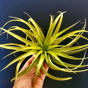 Brachycaulos Abdita Air Plant Tillandsia Live Plant for Terrariums Indoor - Image 7