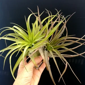 Brachycaulos Abdita Air Plant Tillandsia Live Plant for Terrariums Indoor - Image 8