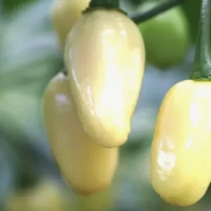 Brazilian Mini White Habanero Live Plant - Super Hot Pepper - Set of 3 - Image 1