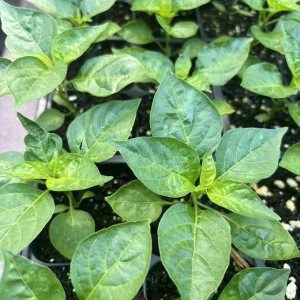 Brazilian Mini White Habanero Live Plant - Super Hot Pepper - Set of 3 - Image 2