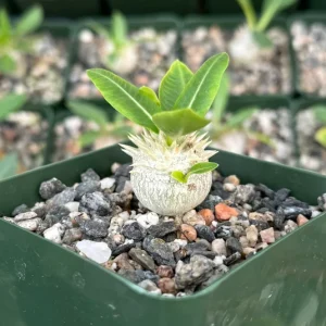 Brevicaule Succulent Live Plant - Rare Caudex Plant, 4" Pot, Indoor - Image 2